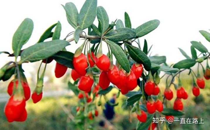 宁夏枸杞，青海枸杞，新疆枸杞，蒙古枸杞，都有什么特点？ - 知乎