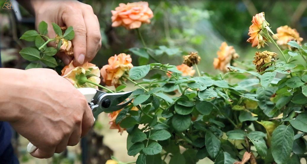 月季花期过后如何管理 这样操作 1个月后又能开出满头花朵 知乎 月季花期过后如何管理 这样操作 1个月后又能开出满头花朵 知乎
