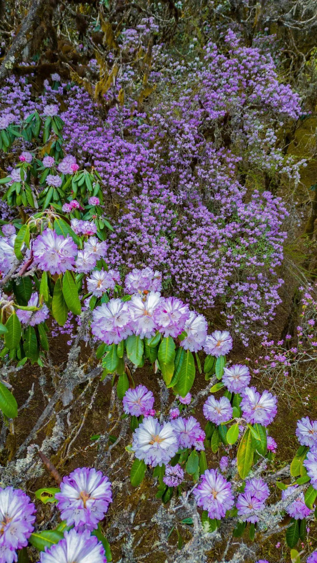 因降雨少,气温回暖快等原因,今年格萨拉片区的高山杜鹃花期提前,主要