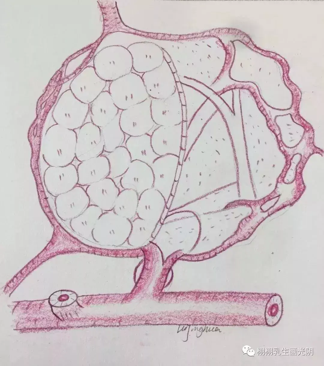 浆液性腺泡手绘图图片