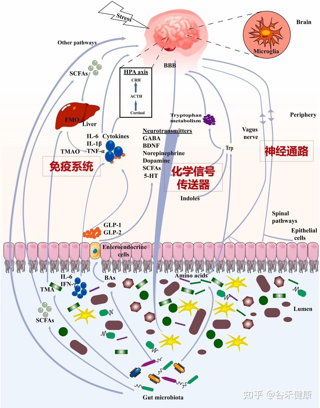 中医药治疗抑郁症——来自肠道菌群的解释 - 知乎