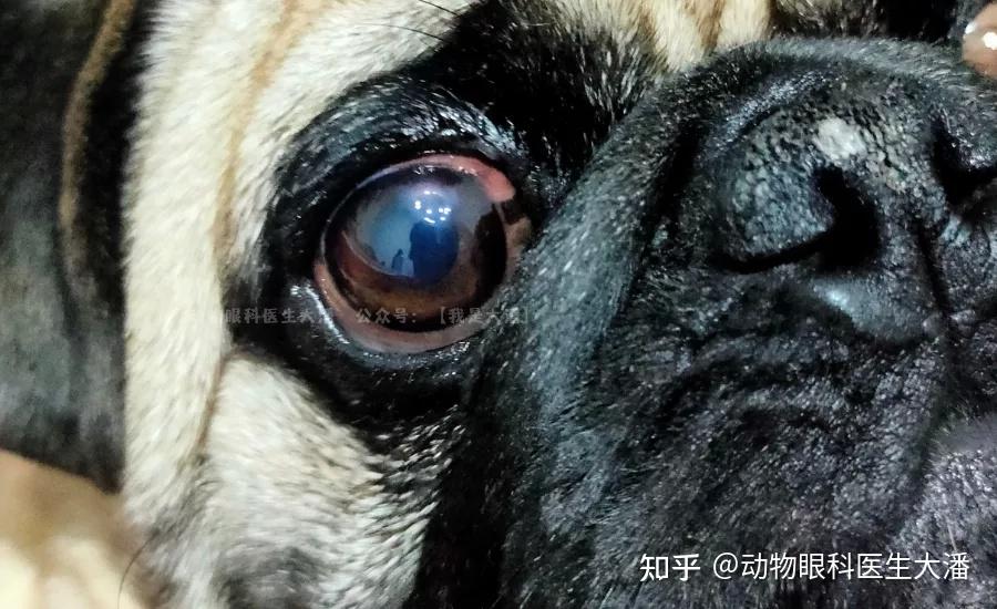 巴哥犬角膜溃疡角膜炎的治疗