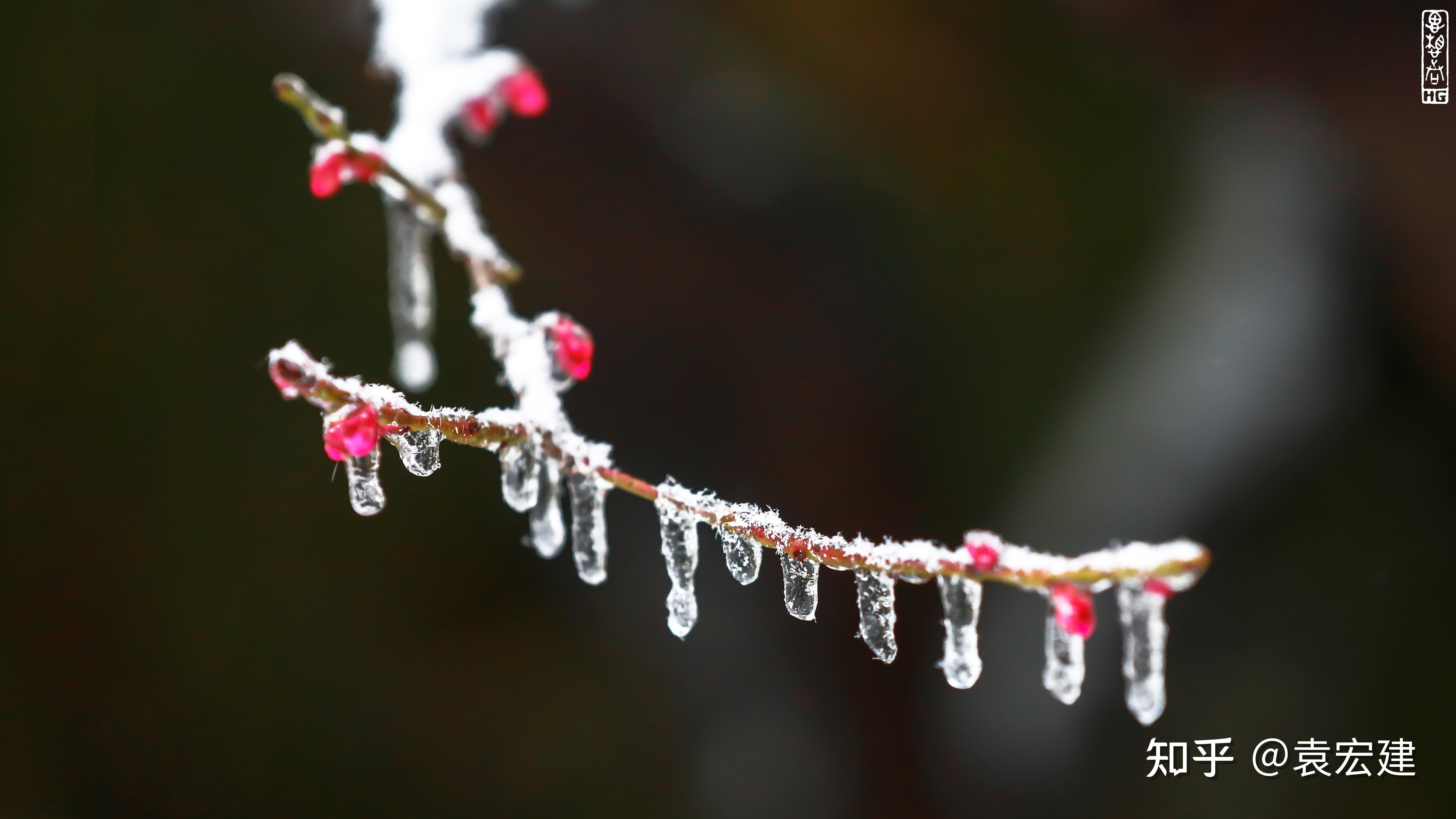 冰晶红梅 傲雪红梅 童话红梅