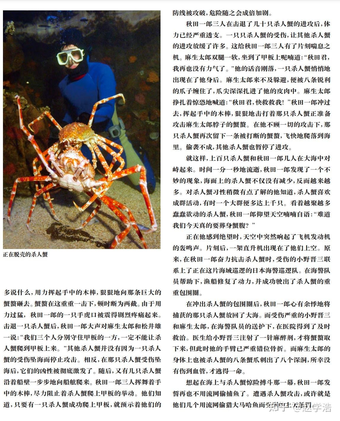 被称为杀人蟹的巨型蜘蛛蟹真的会主动袭击人或者吃人