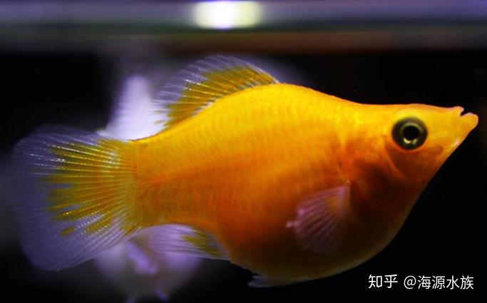 什么鱼适合新手来养呢?我来为你一一道来