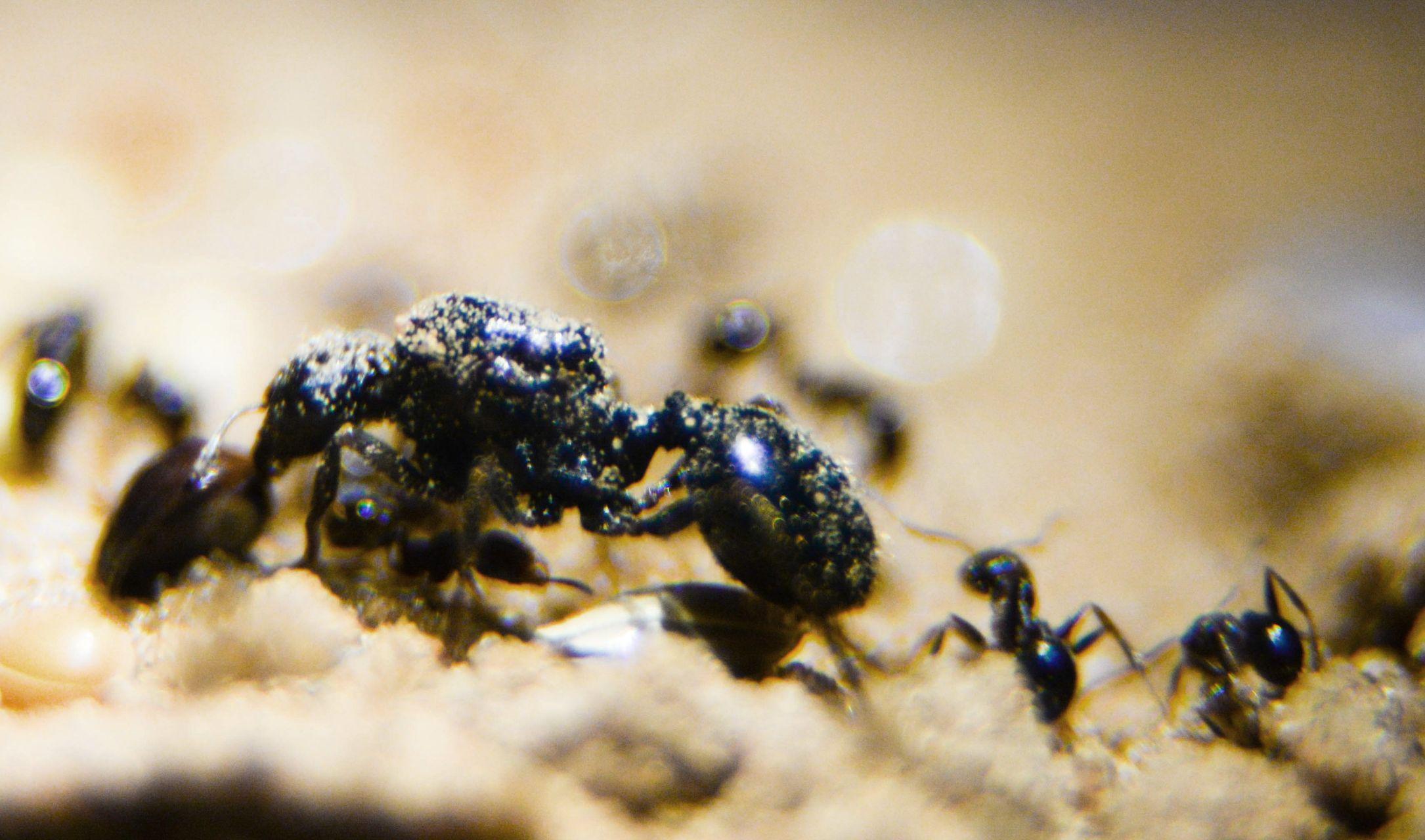 尼康750D相机,想把蚂蚁拍成至少半屏那么大,需