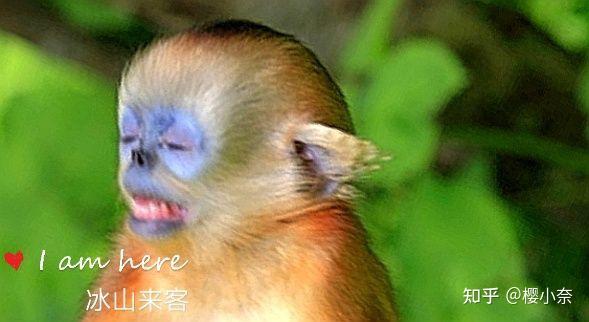 大美神州湖北神農架野生金絲猴是中國特有的靈長類動物享受國家一級