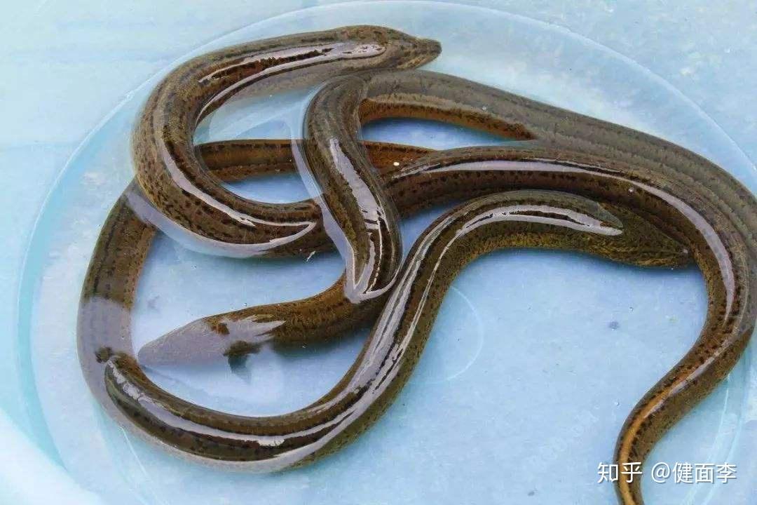 鳝鱼血真的可以帮助恢复面瘫吗