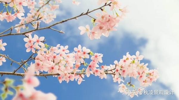 园林植物汇总篇 干货满满 知乎