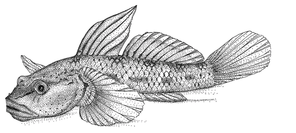 原生虾虎鱼科普 原生缸60 的人都会选择的配鱼 知乎