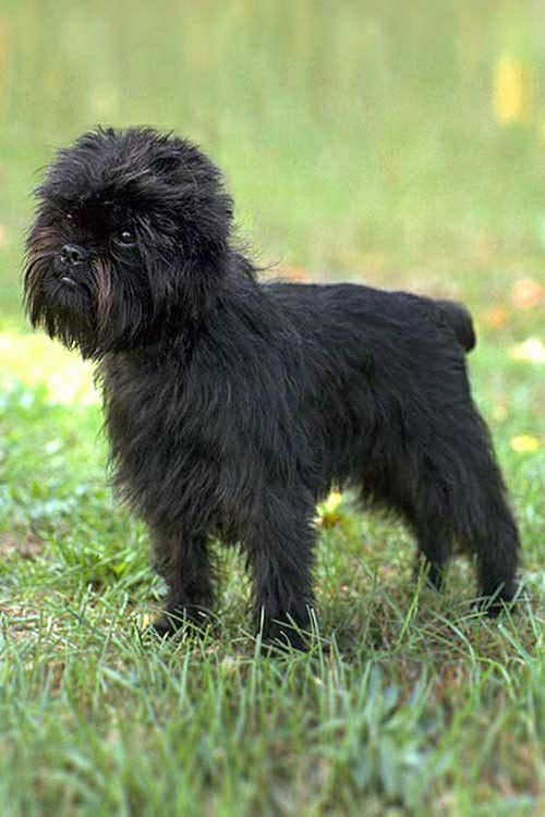 猴面梗是什么品种