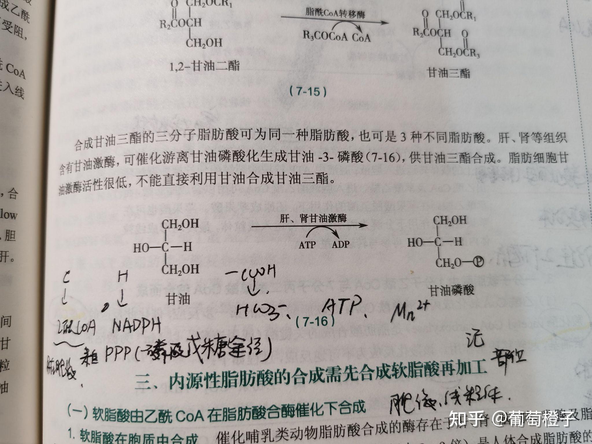 甘油激酶催化的甘油转变为3-磷酸甘油的反应是可逆的吗?