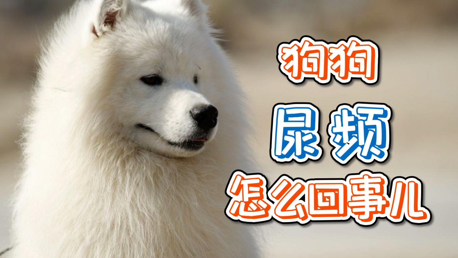 不尿是怎么回事 狗狗每天都是要排尿的,若是狗狗一天都没有尿尿,主人