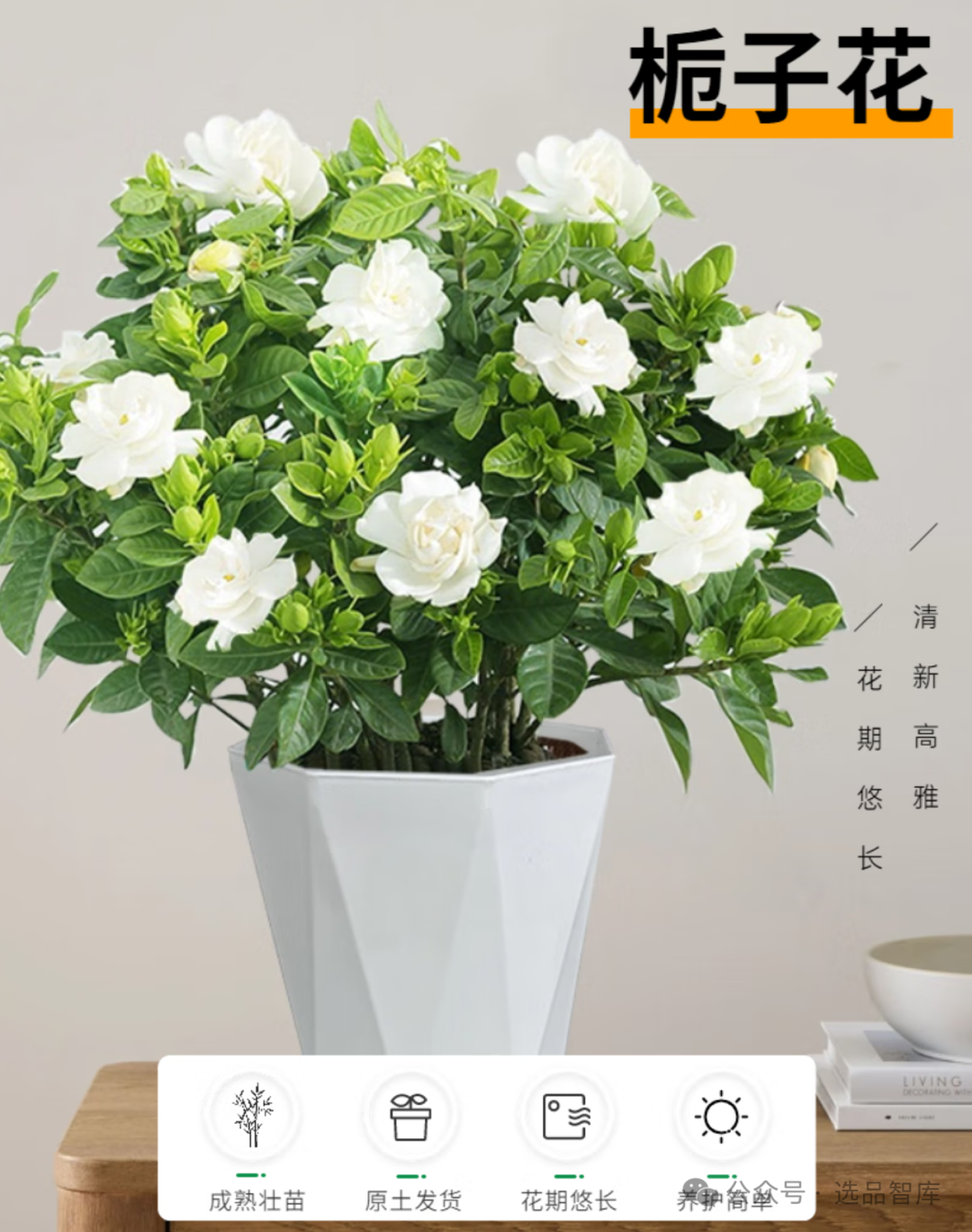 适合室内养绿植推荐:花卉绿植盆栽、高级感、大型绿植、水培、旺宅、养不死的室内绿植 - 知乎