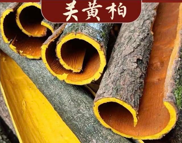 《本草纲目》故事:黄柏善清下焦之热 - 知乎