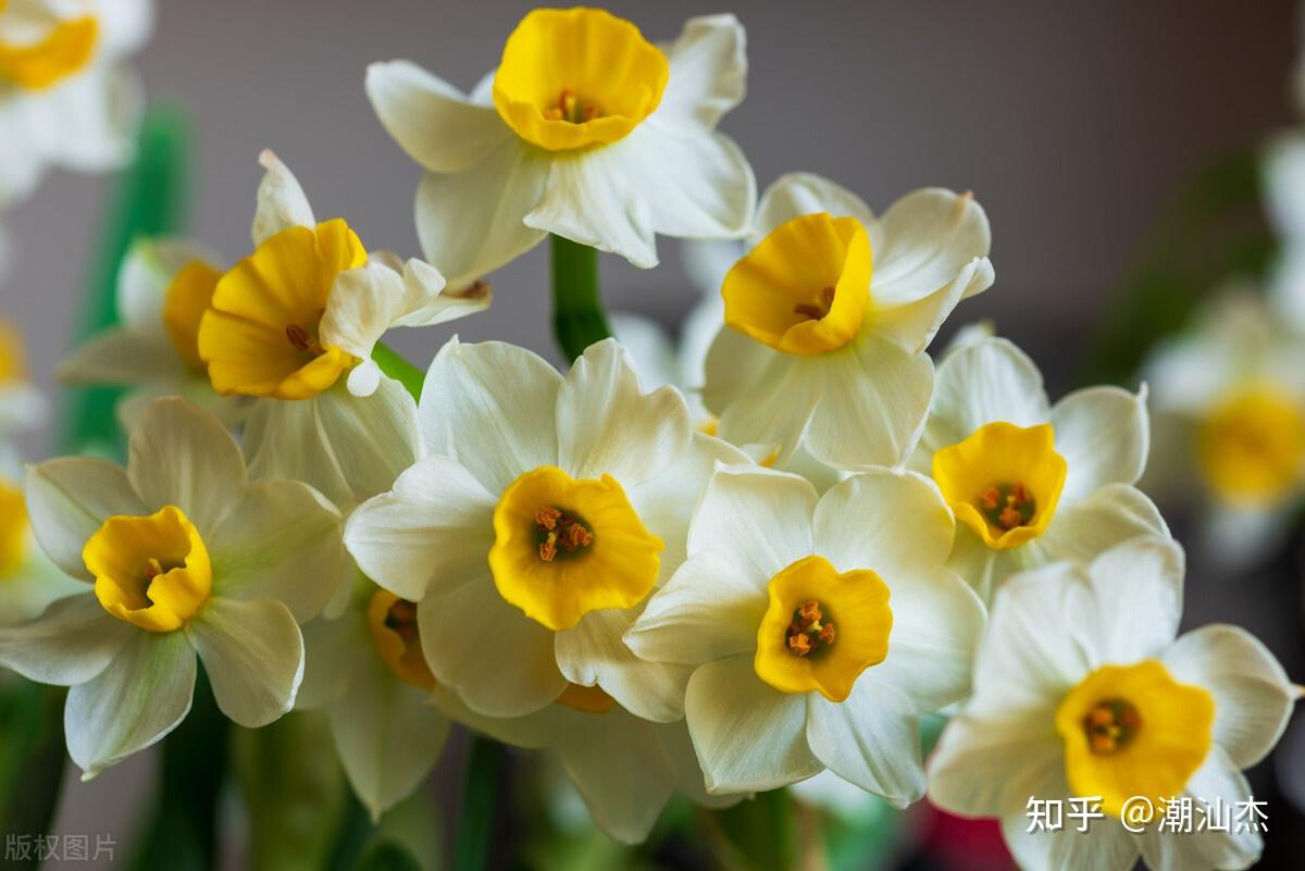 水仙花的花季在什么时候? - 知乎