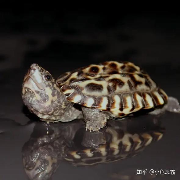 浅谈墨西哥蛋龟饲养