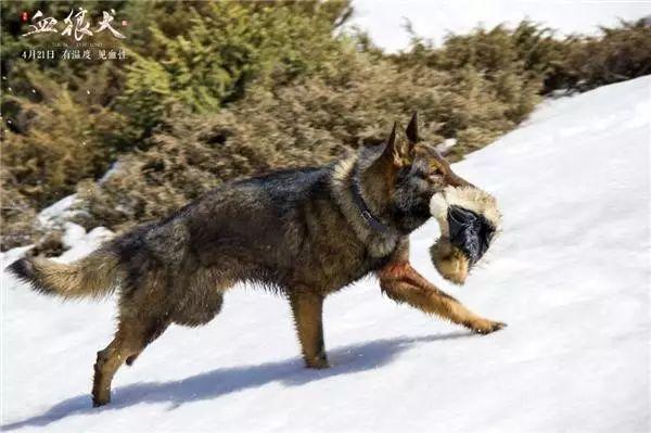 《血狼犬》中有一句台词让很多观众走出影院之时都念
