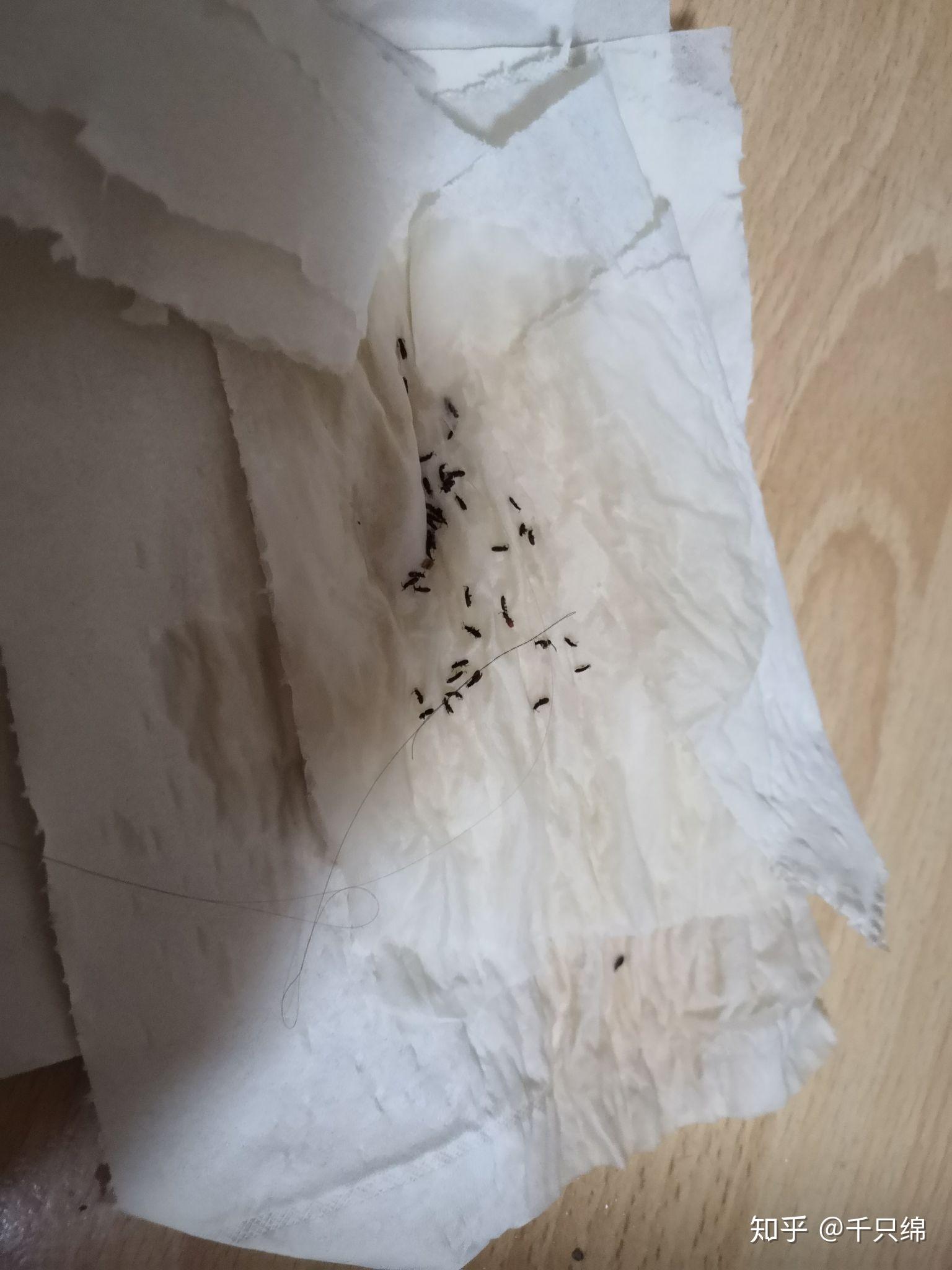 家里出现锯谷盗怎么消灭为什么会有