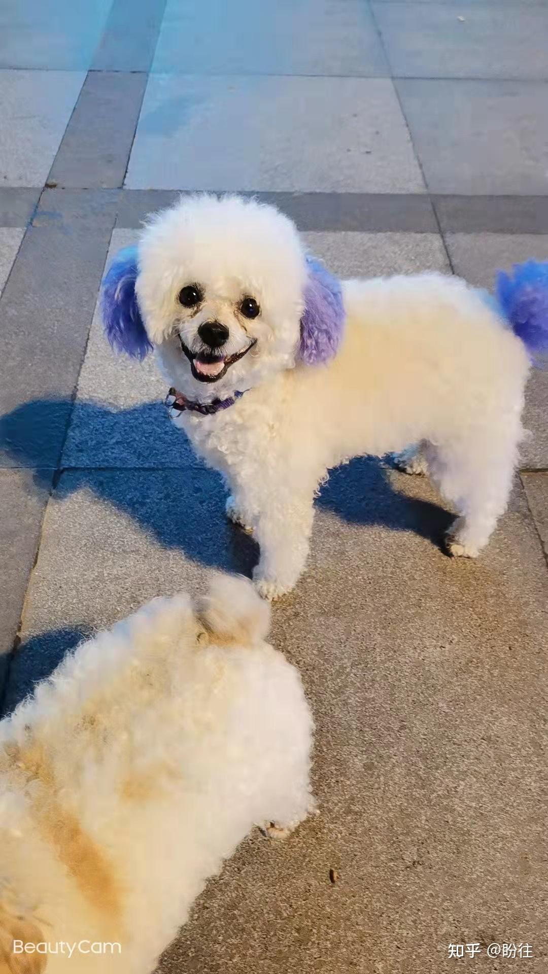 昆山市周市镇新纬路金浦花园丢失白色公泰迪