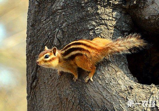 v2-cc1a9ebcc1718ab67a89b198f2f9350a_1440w.jpg?source=172ae18b