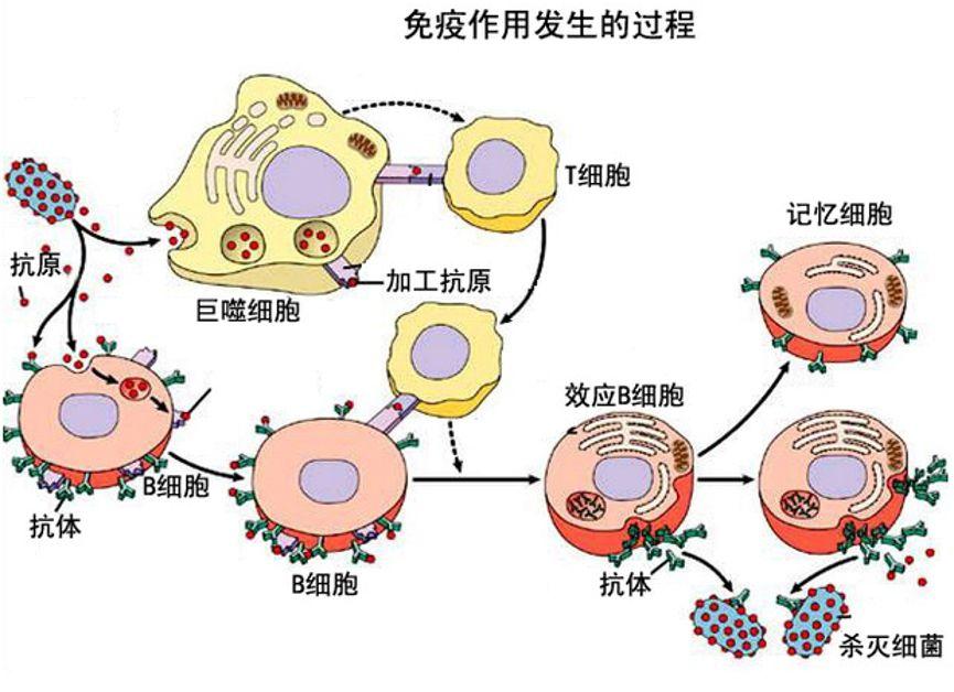 病毒与免疫系统:知己知彼