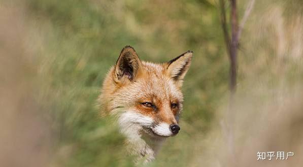 狐狸眼是什么样的眼形