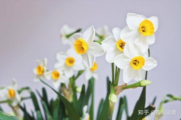 水仙花在中国和西方的花语为什么不一样 知乎