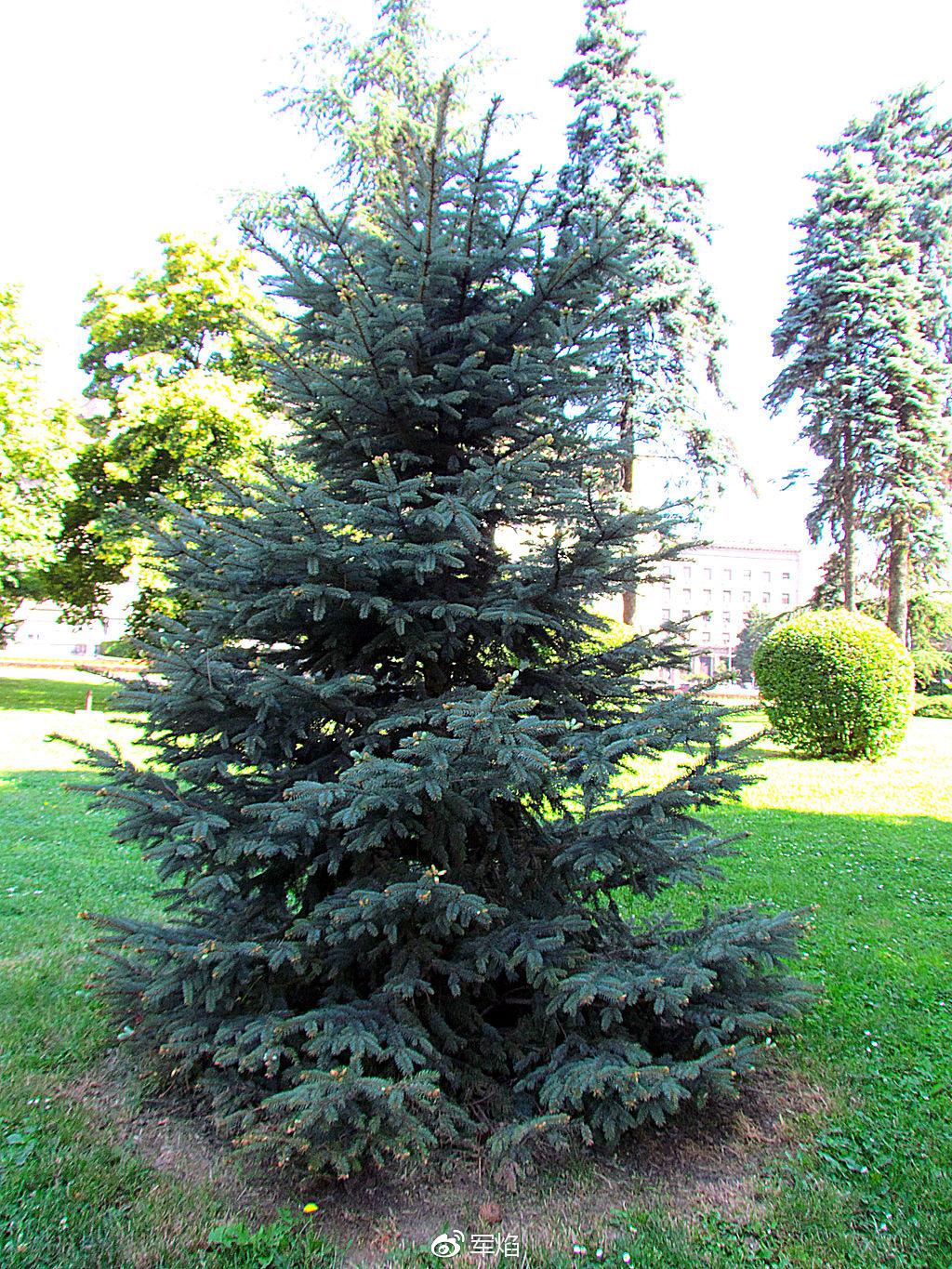 花园植物蓝杉冬季最美的蓝色
