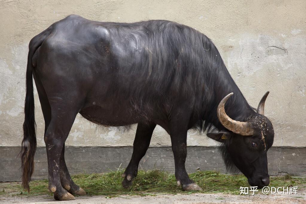 快牛是该干更多还是被变成慢牛就看农夫怎么管理了