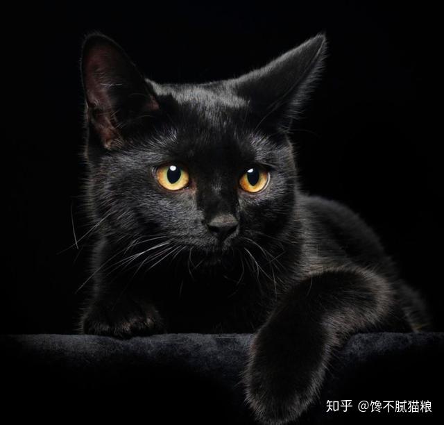 又叫"玄猫",全身毛发为黑色.
