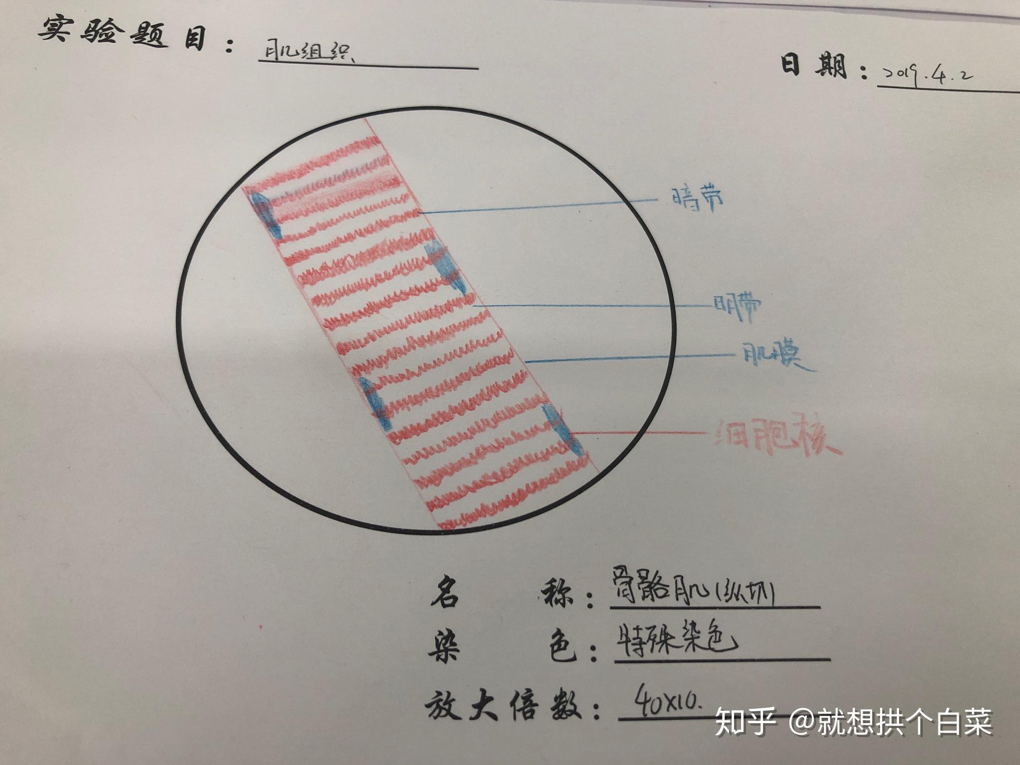 请问骨骼肌和平滑肌红蓝铅笔手绘图怎样画