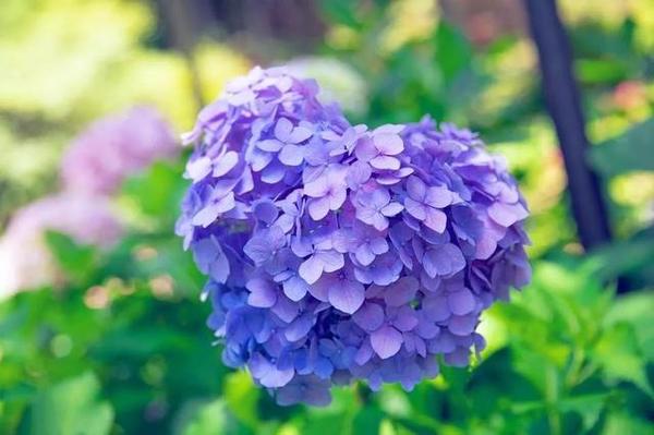 最も人気のある 紫陽花品種 オリーブ剪定