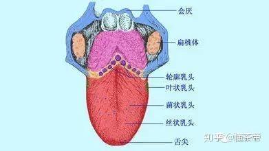 舌尖上的茶汤:如何巧用舌头品茶? - 知乎