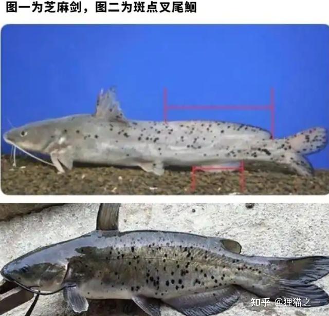 入侵我国最成功的鱼,钓鱼佬钓到不敢吃,误以为是“国二芝麻剑” - 知乎