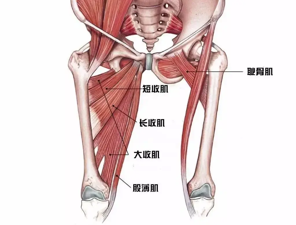 大腿内收肌包括耻骨肌,长收肌,股薄肌,短收肌和大收肌这五块肌肉,它