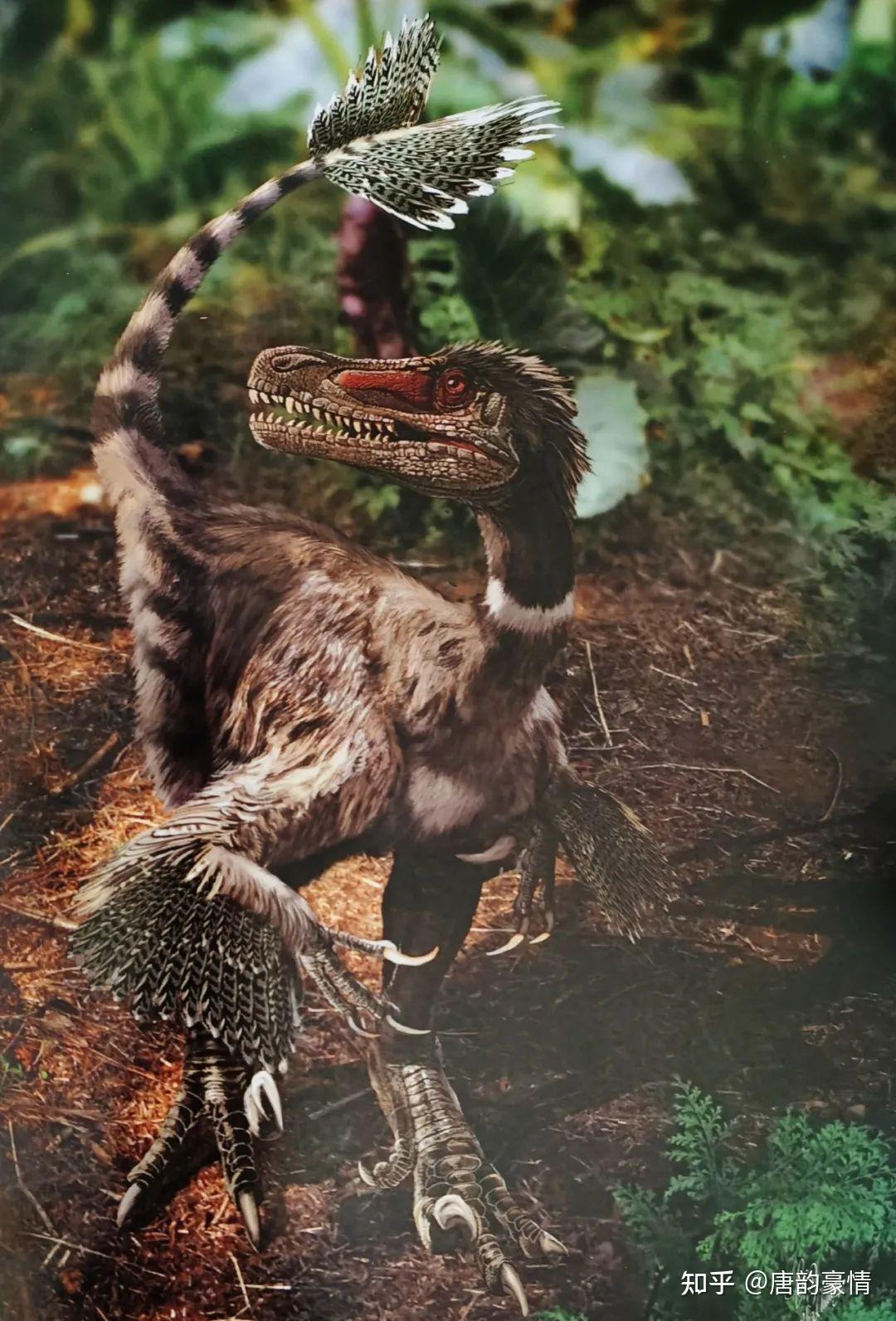 伶盗龙/迅猛龙、窃蛋龙、小盗龙、巨盗龙的区别 ——浅谈raptor的来源及恐龙命名法则 - 知乎