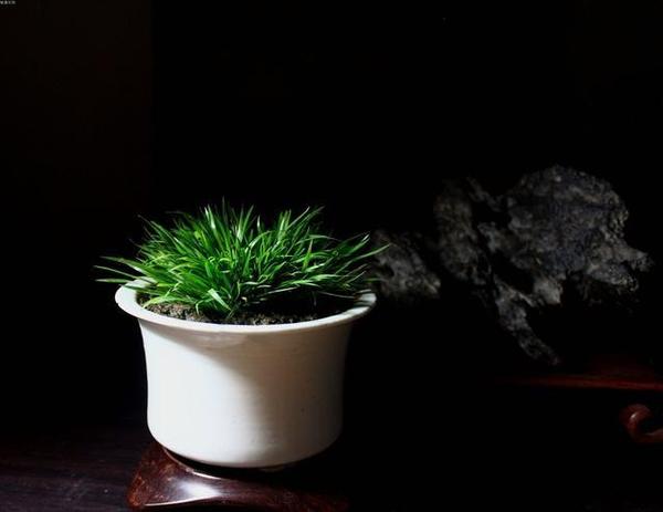 浅谈盆栽艺术的前世今生 知乎