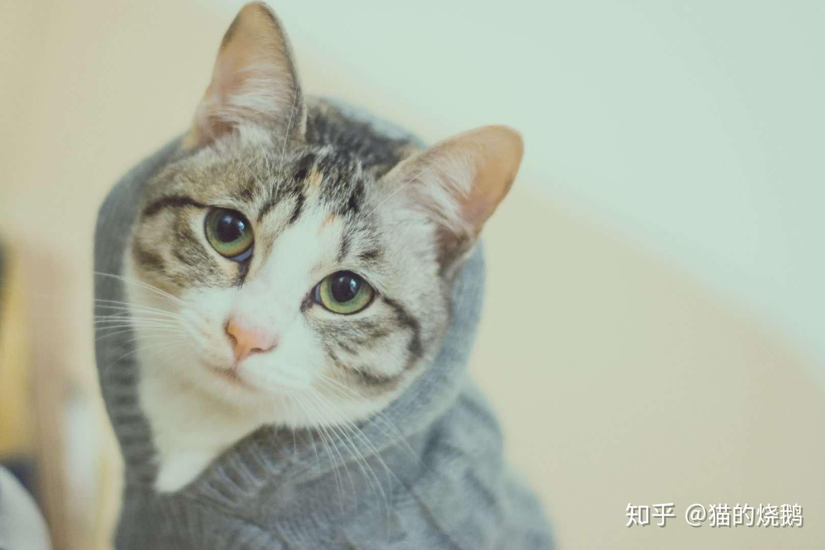 我家猫不吃东西只喝水还找猫薄荷吃怎么回事?