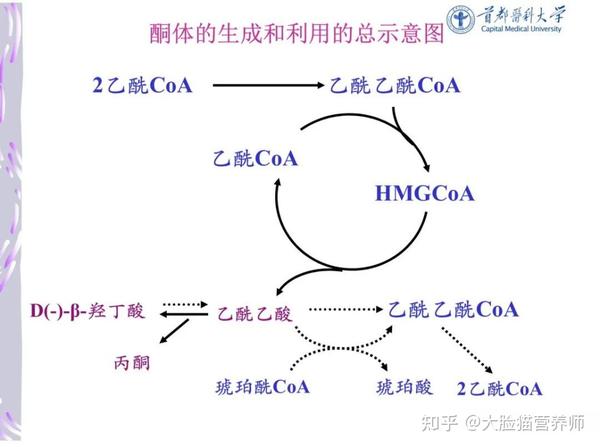脂肪的一生(二):脂肪转运供能 - 知乎