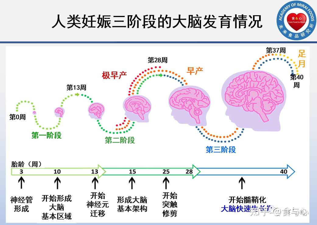 第10周左右形成大脑基本结构;第8周时神经元/细胞开始往特定部位迁移