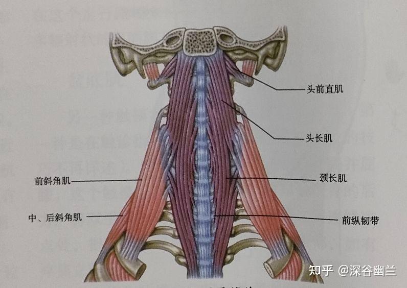 筋膜链前深线图片