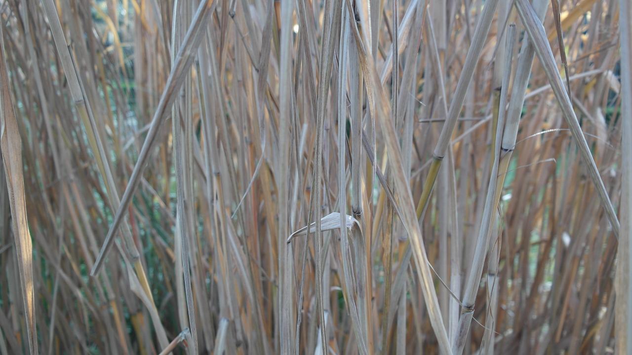 2. 禾本科草本植物