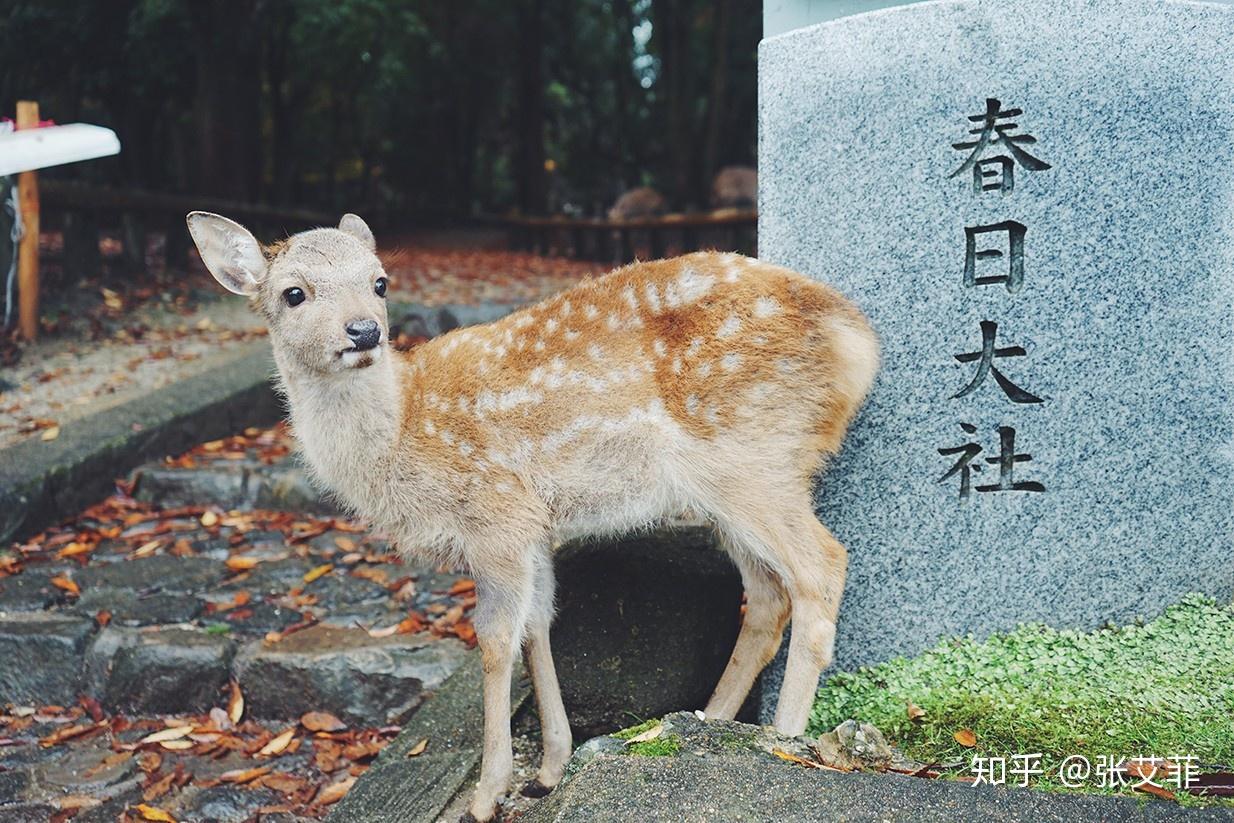 日本人对狸猫有什么特殊感情，还有哪些类似的动物？ - 知乎