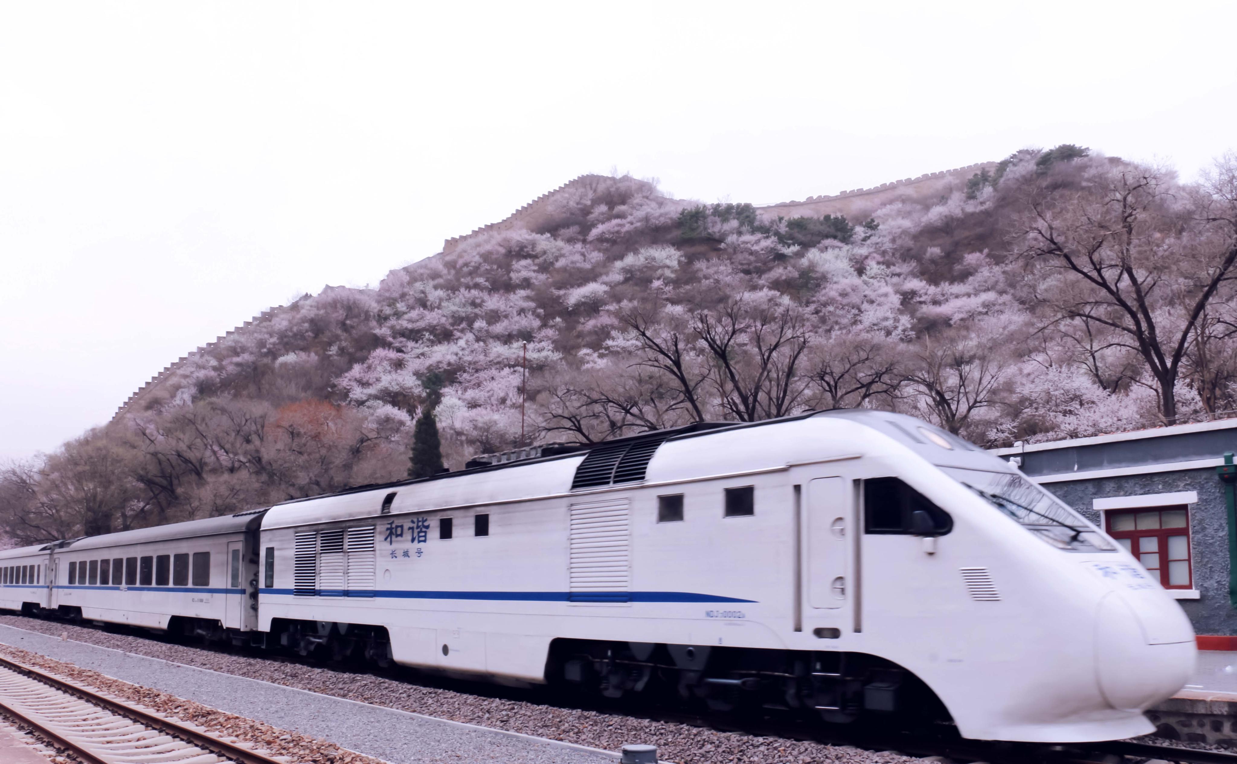 开往春天的列车-在花海中穿梭的北京居庸关列车-今日头条