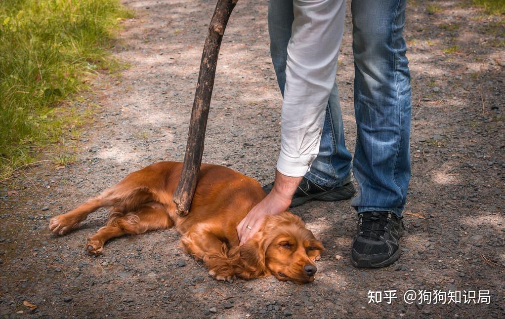 那麼狗狗在什麼情況下會咬人呢?