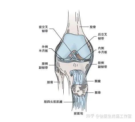 人体主要韧带解剖、起止点! - 知乎