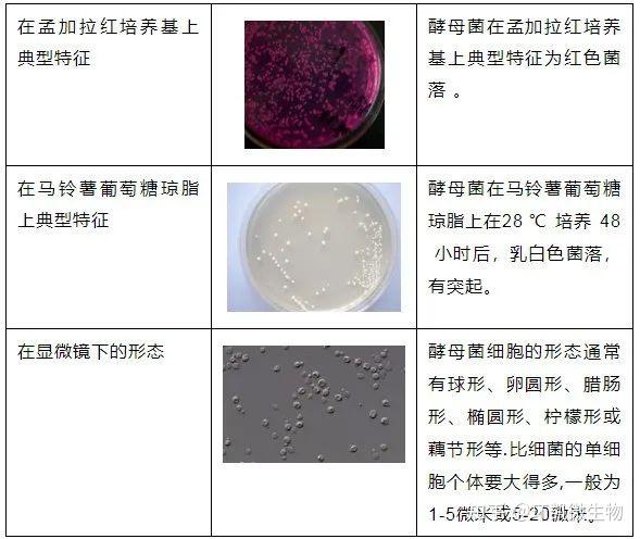 菌落识别图图片