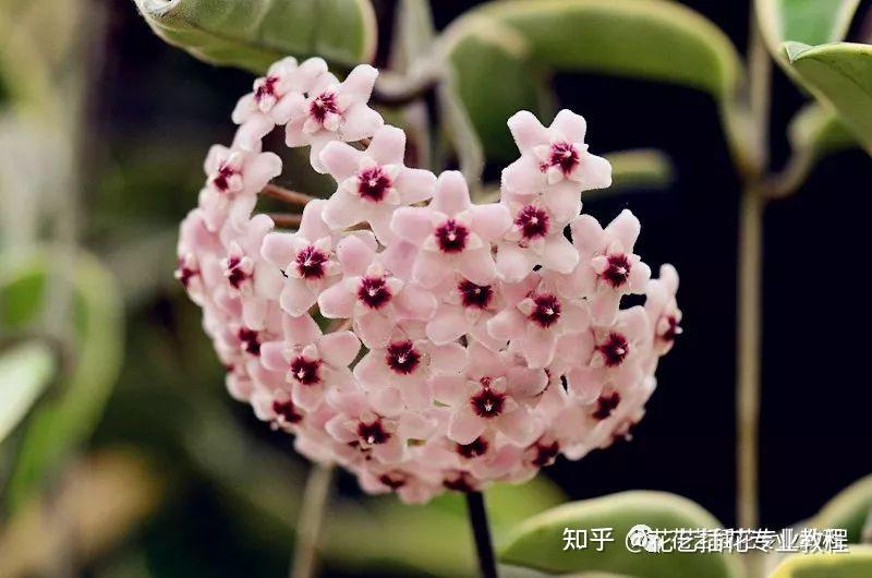 鲜花花艺丨这些像球一样的花,真是美cry了! - 知乎