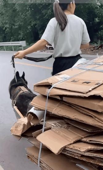 貓片狗片拉車買菜帶娃出街這才是哈士奇的正確打開方式